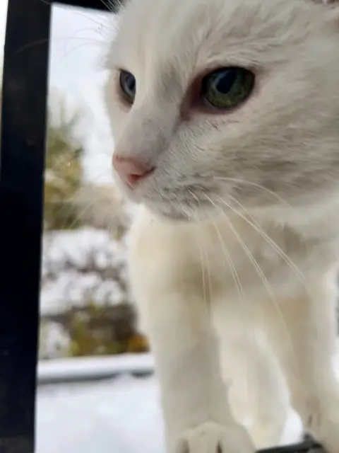 cat lost    Saint-Maur-des-Fossés Blanche