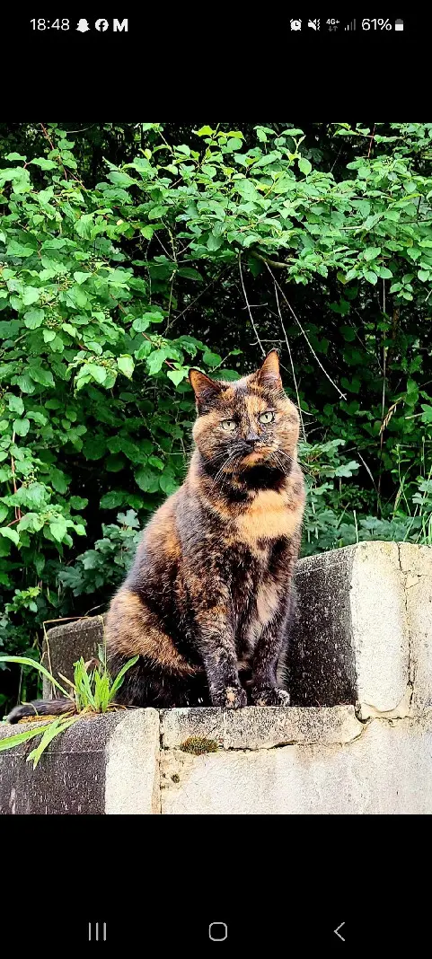 cat lost  Avenue du Grand-Salève 1255 Veyrier Nessie