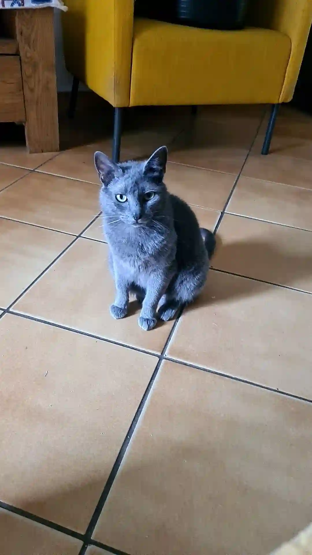 Chatte Trouvée 19 Corrèze - Kyra