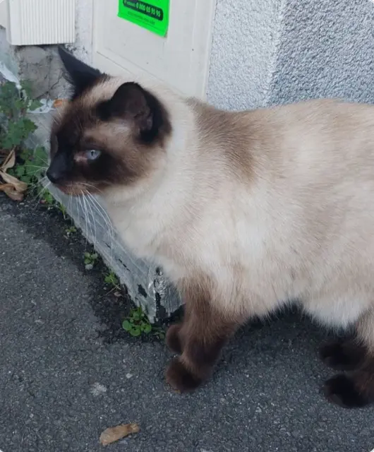 cat reunited   29200 Brest Gracieuse