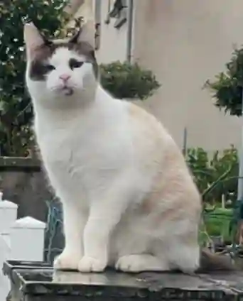 Chatte Trouvée 29 Finistère - Caïna