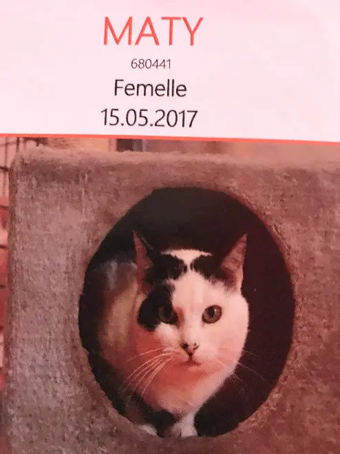 Chatte Trouvée 41 Loir-et-Cher