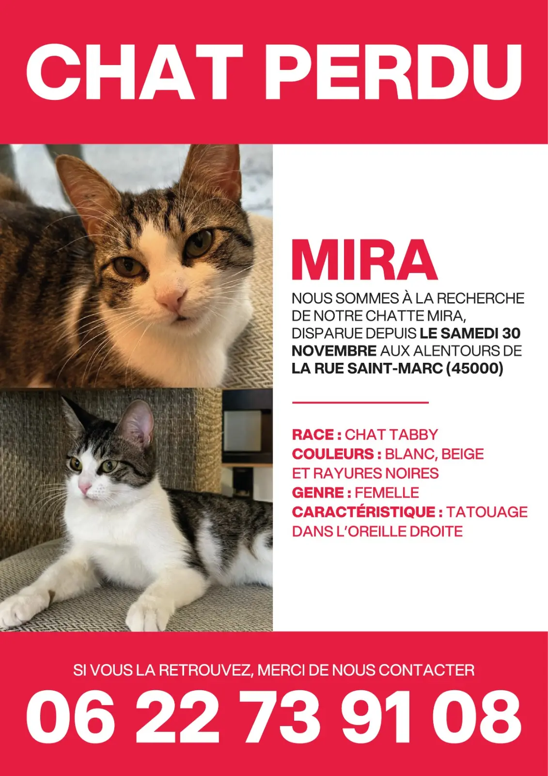 Chatte Trouvée 45 Loiret Orléans - Mirabelle