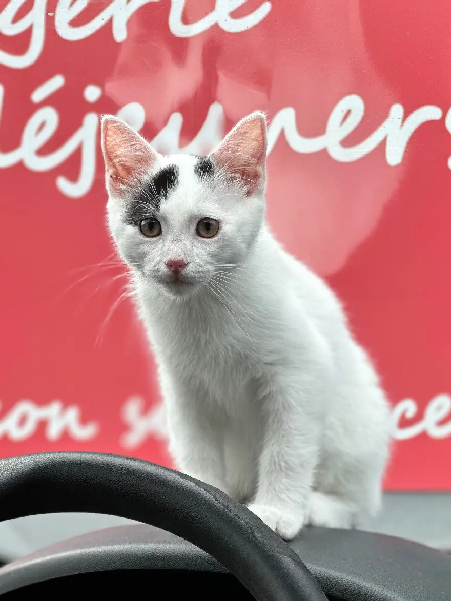 Chatte Trouvée 54 Meurthe-et-Moselle Nancy