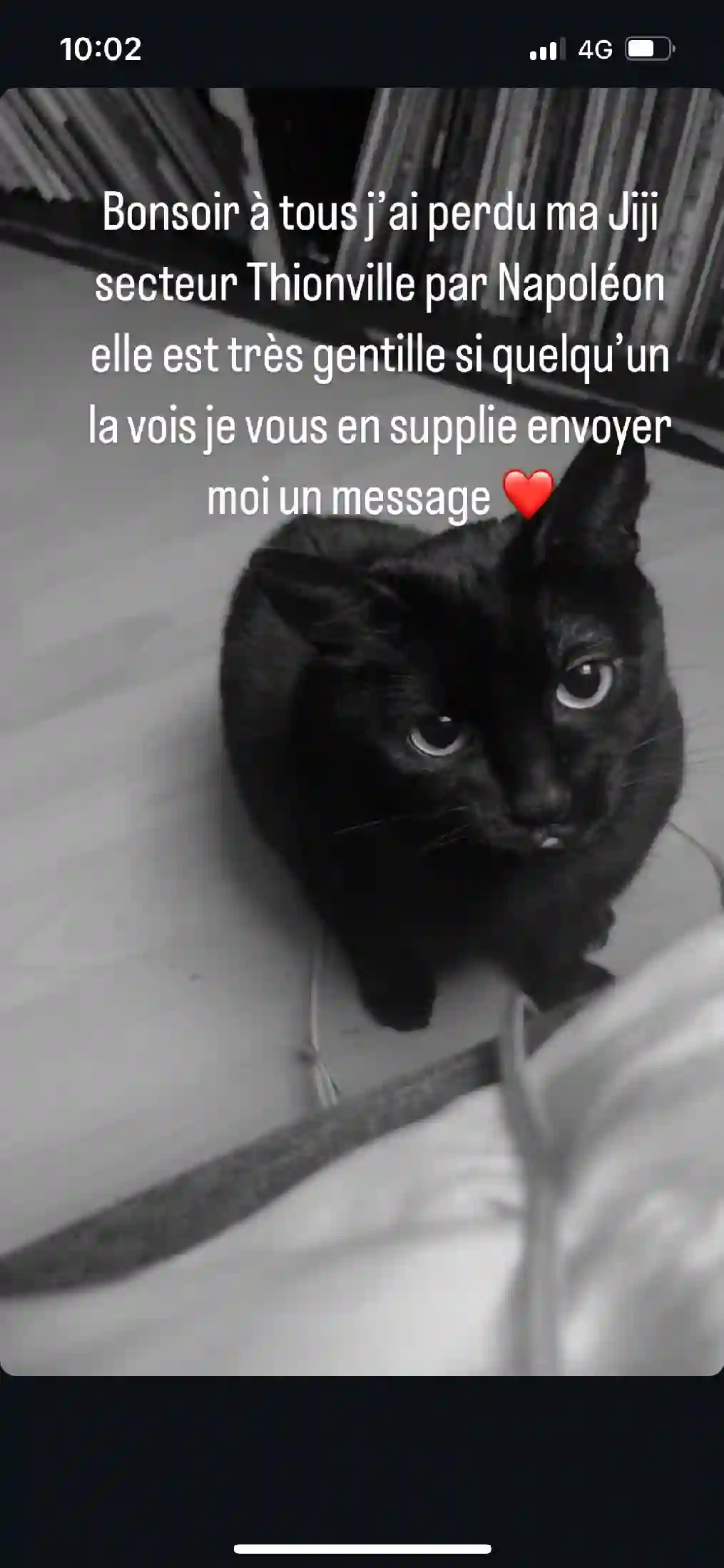 Chatte Trouvée 57 Moselle - Jiji