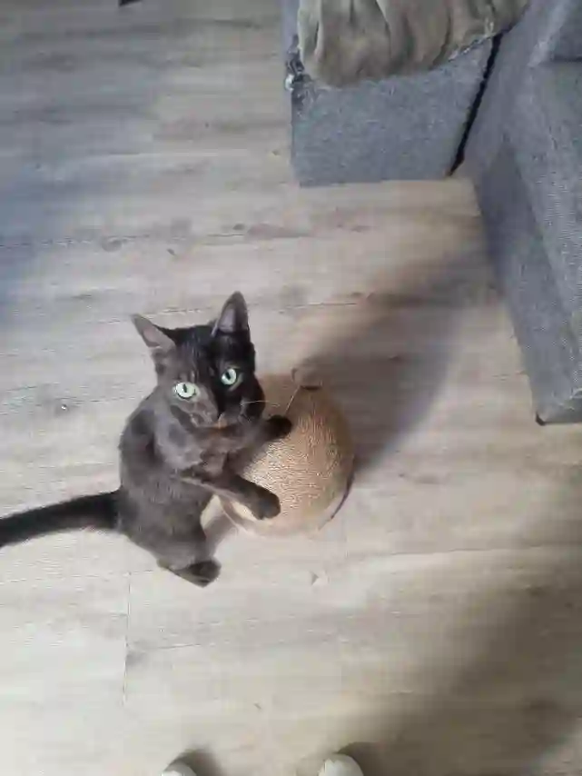 Chatte Trouvée 62 Pas-de-Calais - Luna