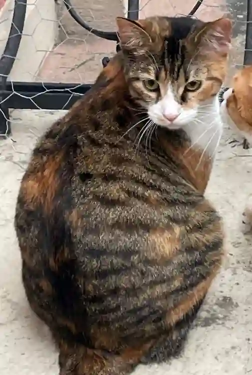 Chatte Trouvée 67 Bas-Rhin Strasbourg - Betty