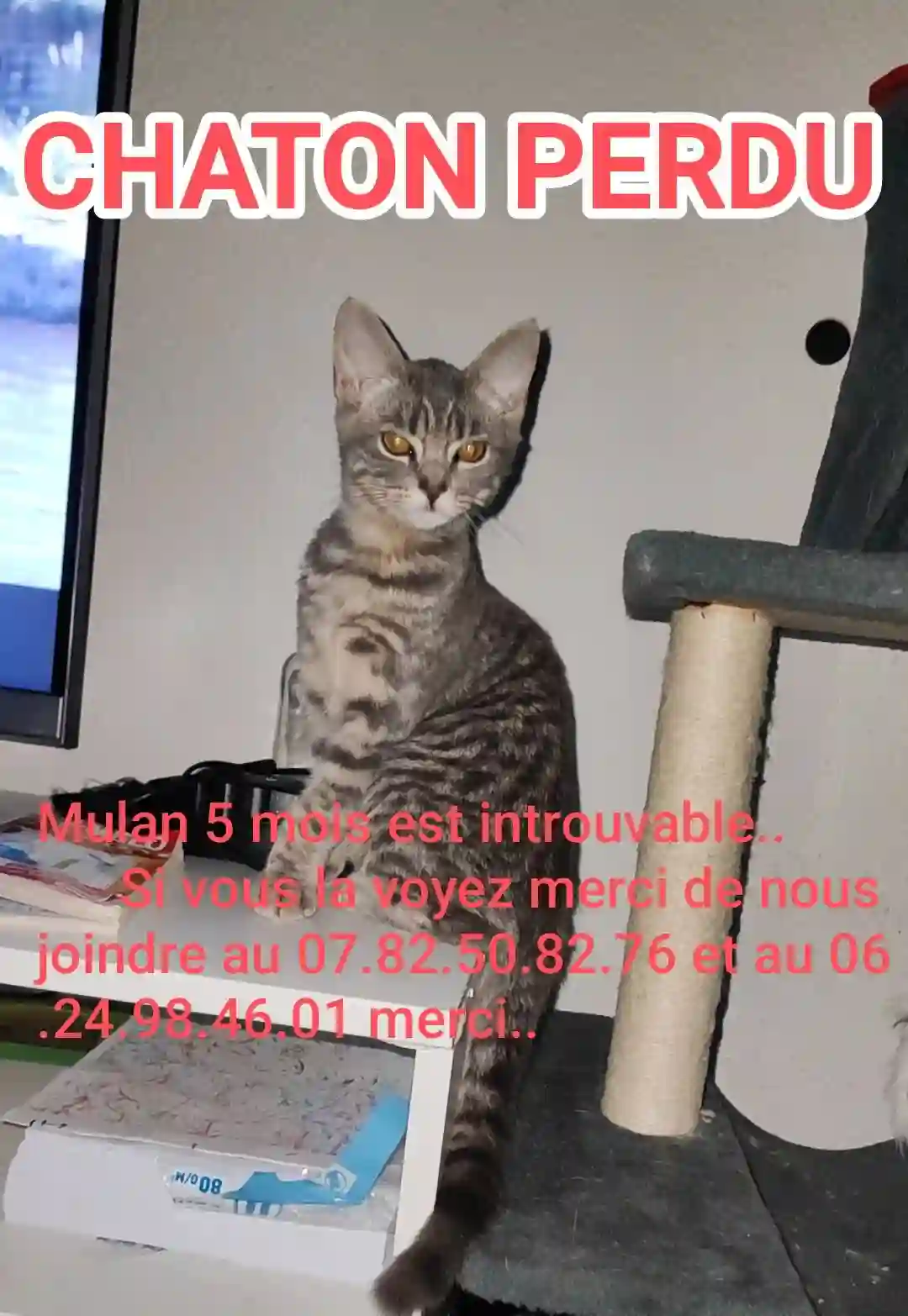 Chatte Trouvée 68 Haut-Rhin Mulhouse - Mulan