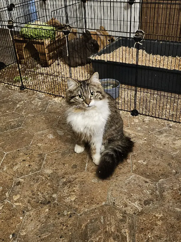 cat reunited 33 Rue du Général de Gaulle 77430 Champagne-sur-Seine Plumhoe