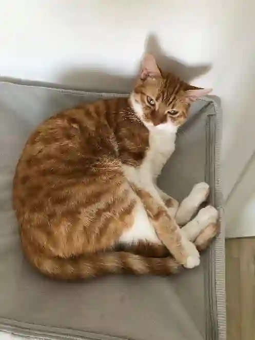 Chatte Trouvée 78 Yvelines - Ginger