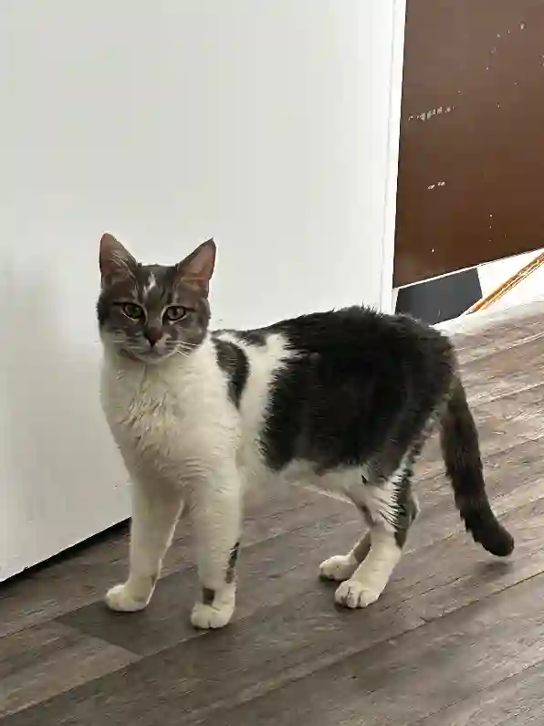 Chatte Trouvée 93 Seine-Saint-Denis - Zelda