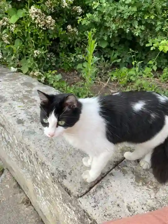 Chatte Trouvée 95 Val-d'Oise - Chwin