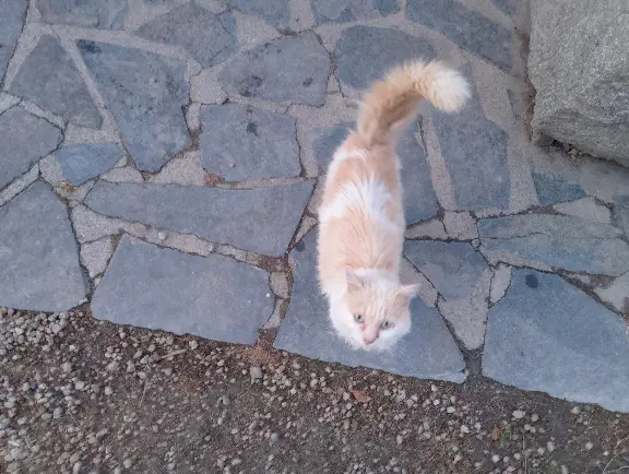 Chatte Trouvée 35 Ille-et-Vilaine