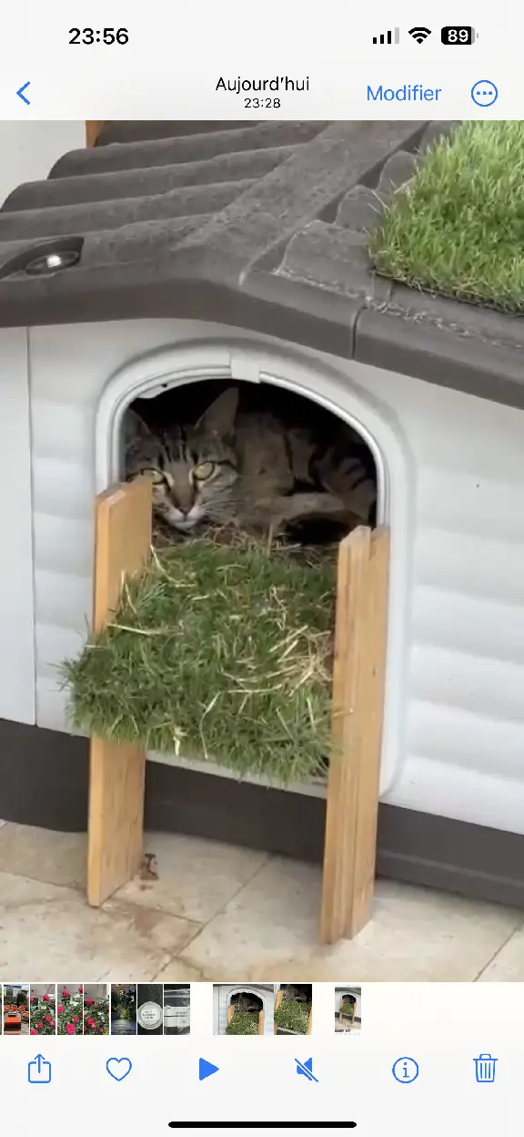 Chatte Trouvée 64 Pyrénées-Atlantiques