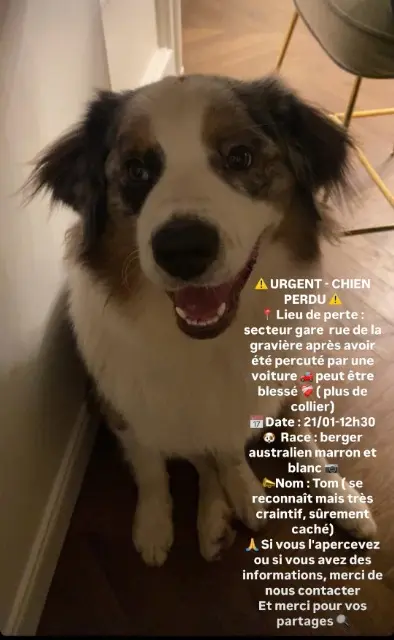 dog lost   08000 Charleville-Mézières Tom