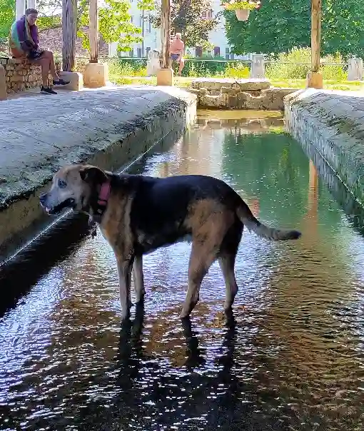 Chien Perdu 10 Aube - Ary