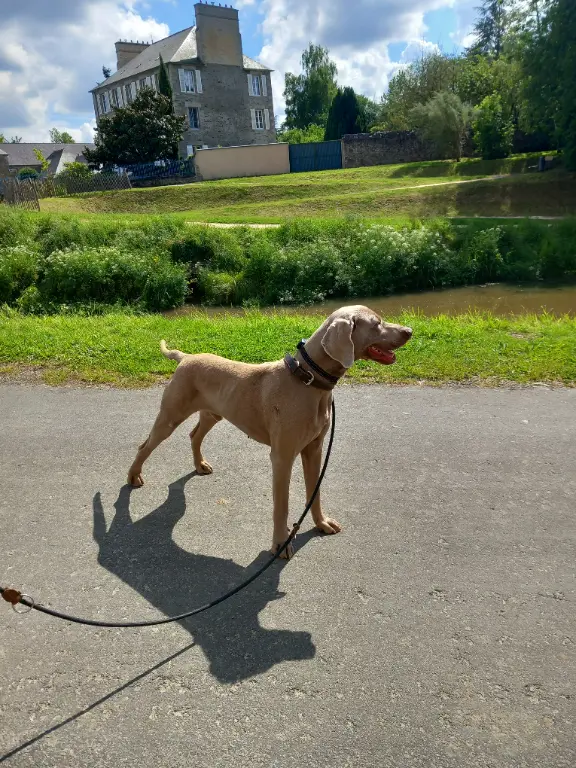 Chien Perdu 14 Calvados Caen