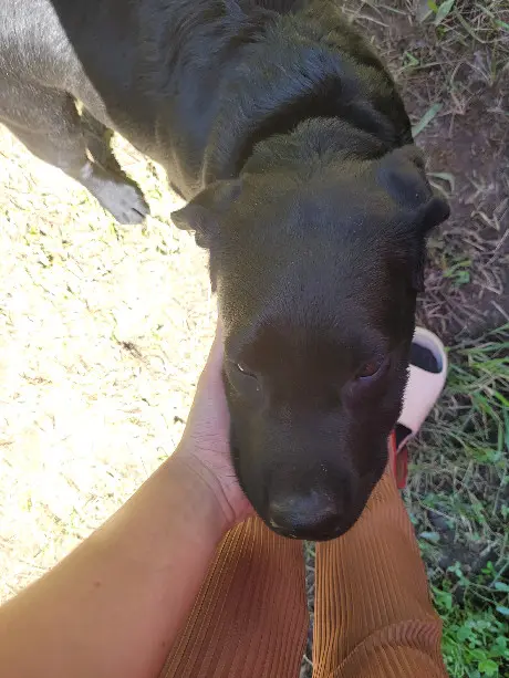 Chien Perdu 19 Corrèze Malemort - Voyou