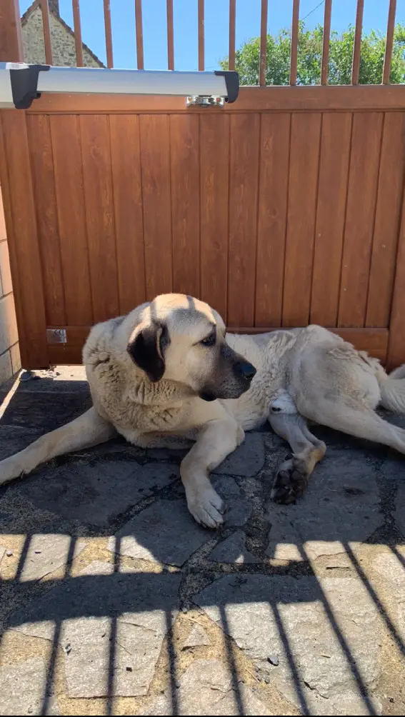 Chien Perdu 23 Creuse - Nekir