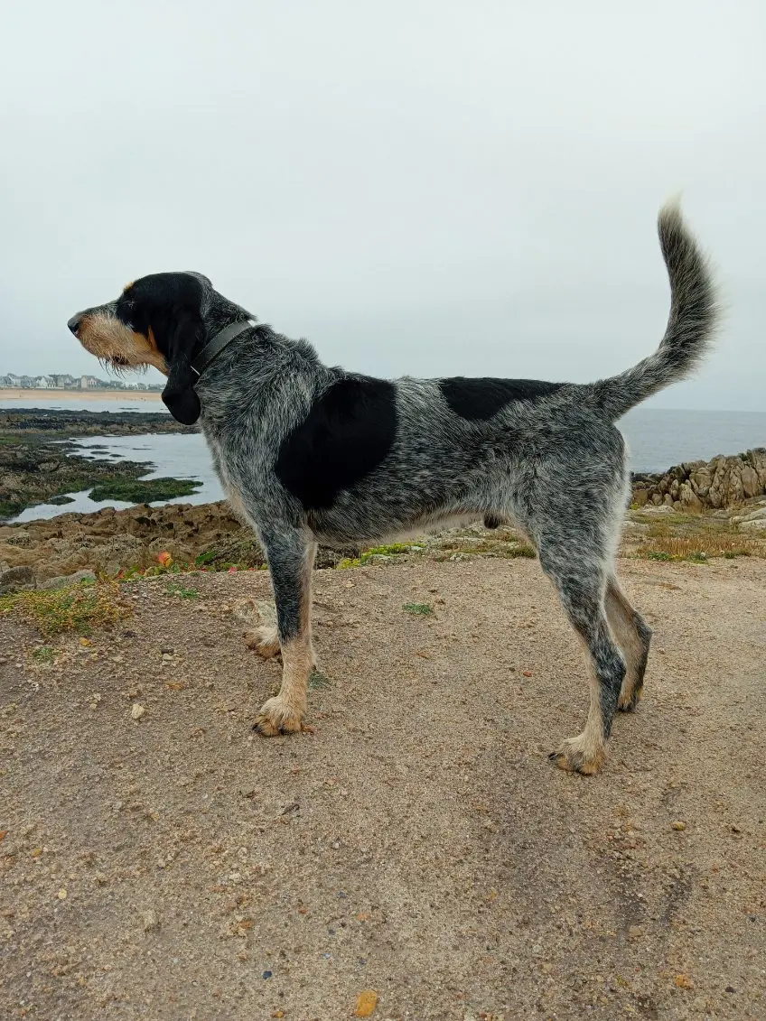 Chien Perdu 27 Eure Marbois