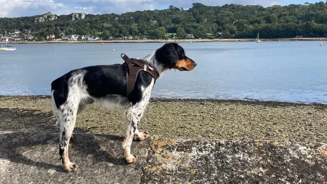 Chien Perdu 29 Finistère - Bacchus