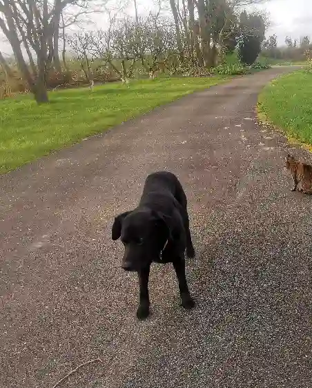 Chien Perdu 29 Finistère - Plouc