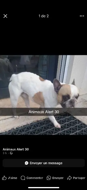 dog lost   30700 Saint-Quentin-la-Poterie Maui