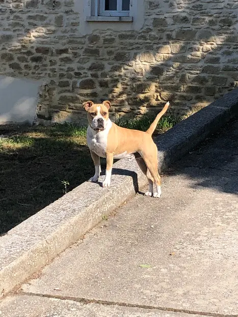 Chien Perdu 30 Gard - Memphis