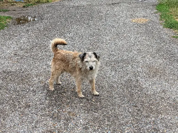 Chien Perdu 31 Haute-Garonne - Kiko