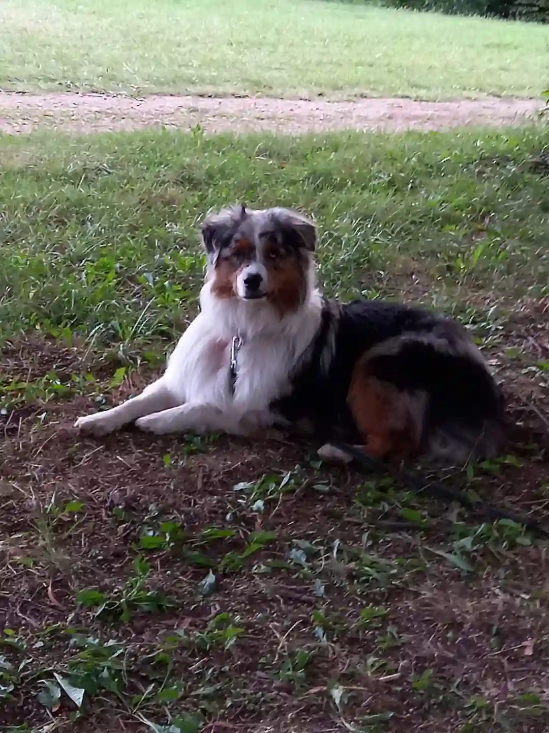 Chien Perdu 33 Gironde - Théo