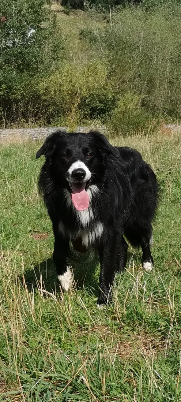 Chien Perdu 34 Hérault - Sayane