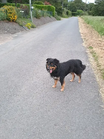 Chien Perdu 35 Ille-et-Vilaine