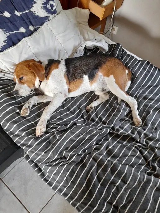 dog lost  D 29 35220 Châteaubourg 