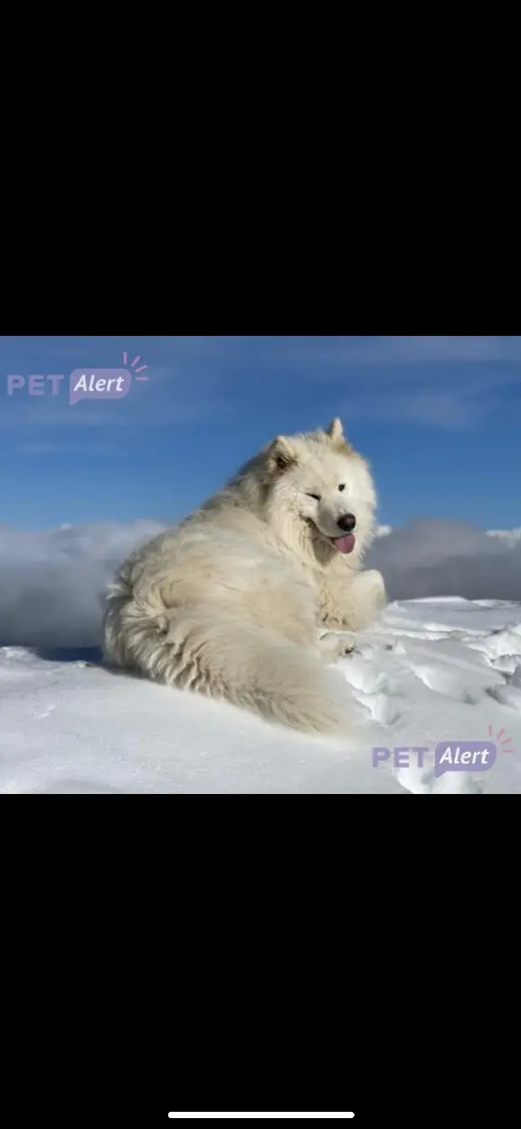 Chien Perdu 38 Isère - Aito