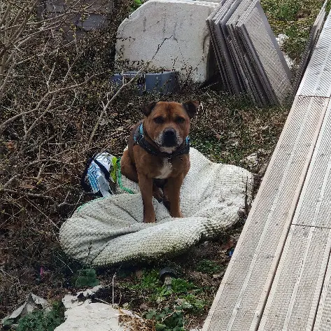 dog lost 113 Route des Buclets 39400 Morbier Olaf 