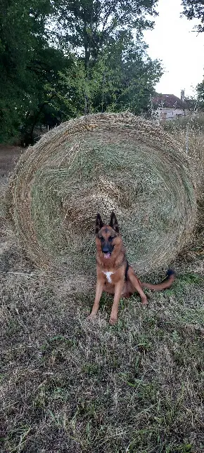 Chien Perdu 46 Lot - Simba