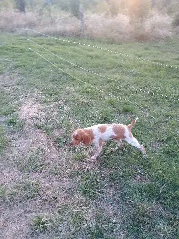 Chien Perdu 47 Lot-et-Garonne