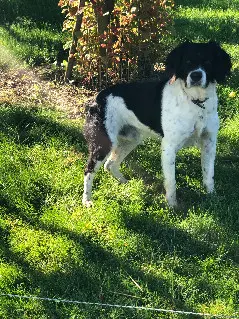 Chien Perdu 47 Lot-et-Garonne - Oscar