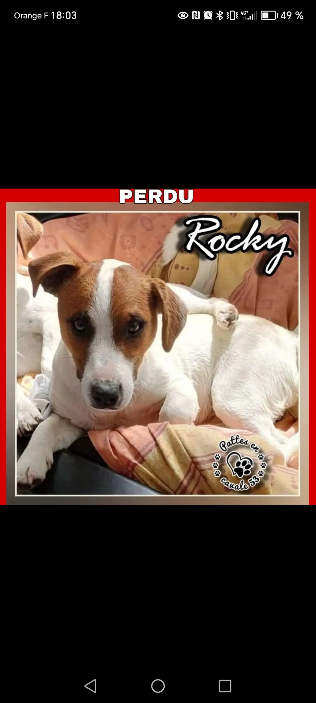 dog lost  Chemin de la Dinais 53500 Saint-Pierre-des-Landes Rocky