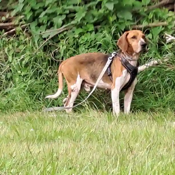 Chien Perdu 53 Mayenne - Valos