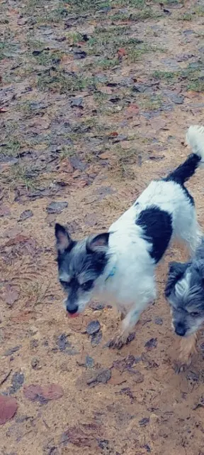 dog lost   54700 Norroy-lès-Pont-à-Mousson Titi