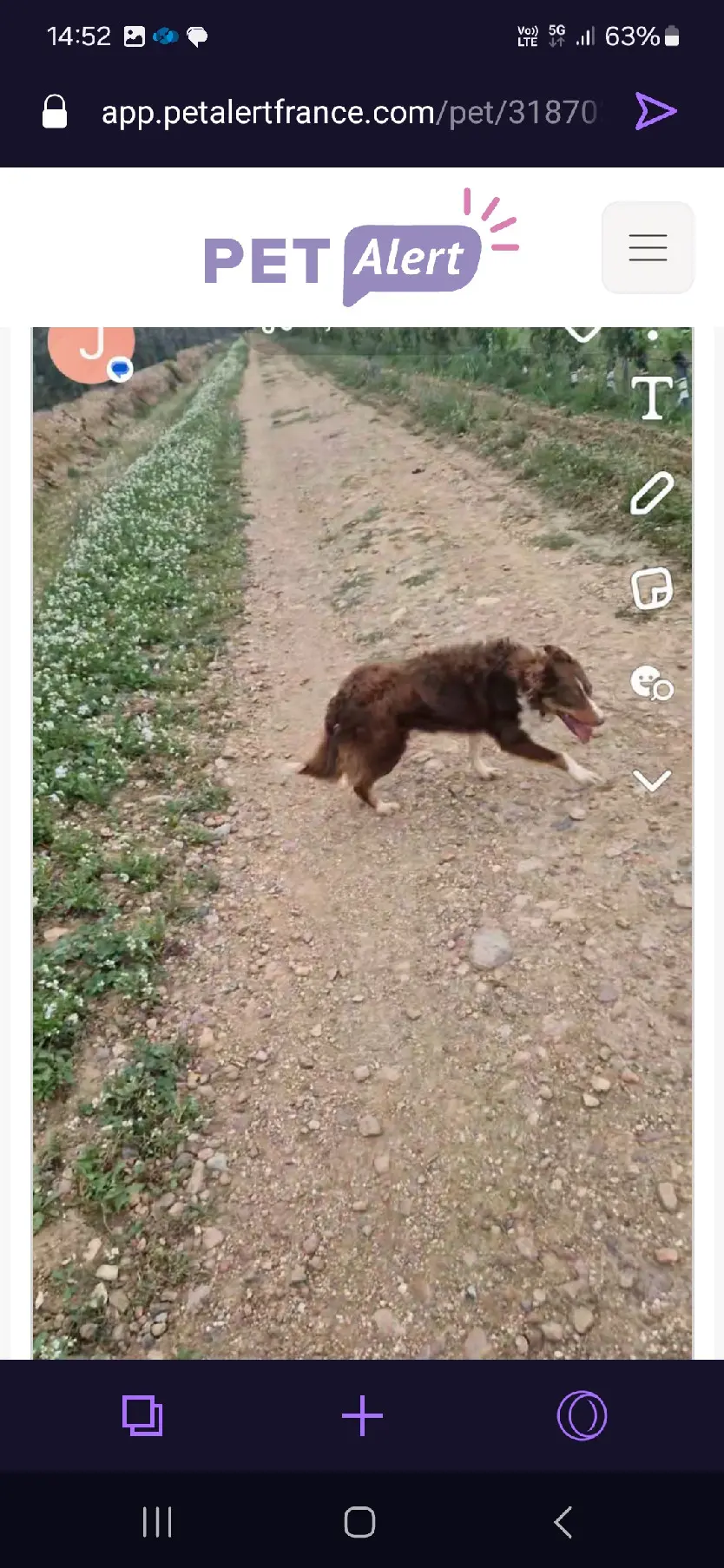 Chien Perdu 66 Pyrénées-Orientales