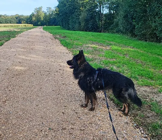 Chien Perdu 68 Haut-Rhin