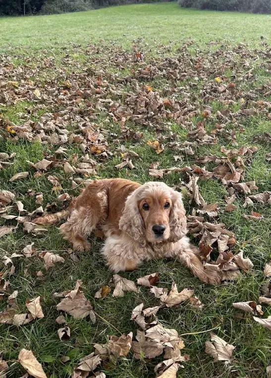 Chien Perdu 69 Rhône