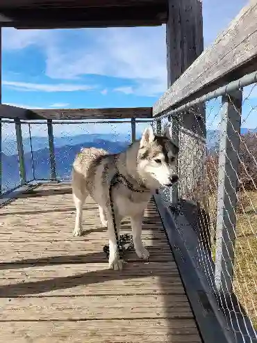 Chien Perdu 73 Savoie - Lucky