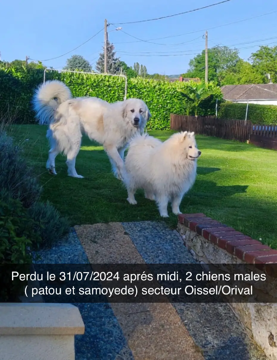 Chien Perdu 76 Seine-Maritime - Naiyo-et-taoula