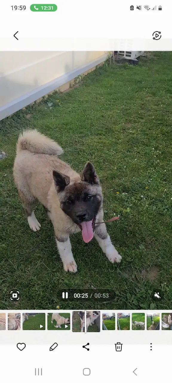 Chien Perdu 77 Seine-et-Marne - Undy-la-grande-camille