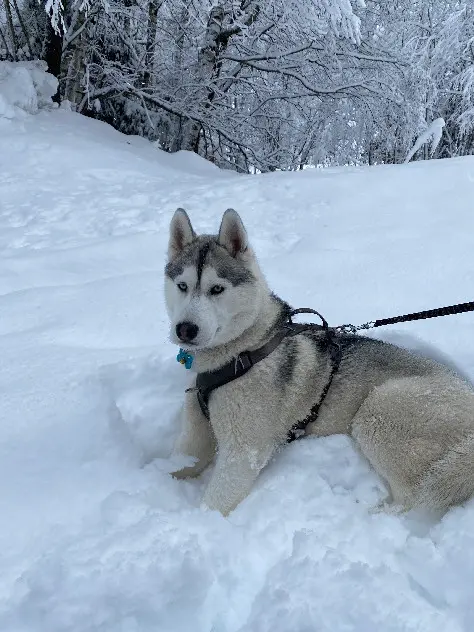 dog lost  Route du Chêne Godon 78270 Notre-Dame-de-la-Mer Snow 