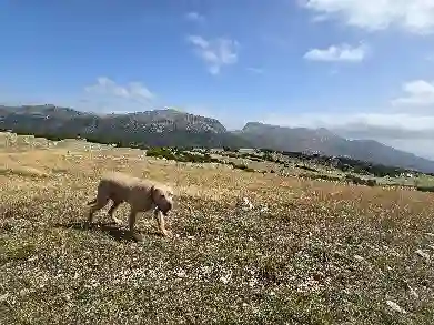 Chien Trouvé 04 Alpes-de-Haute-Provence - Urus