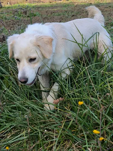 Chien Perdu 16 Charente